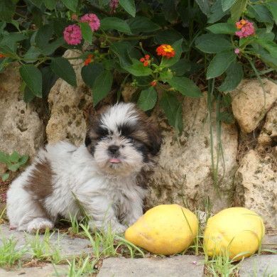 cachorro de perro en jardín con limones