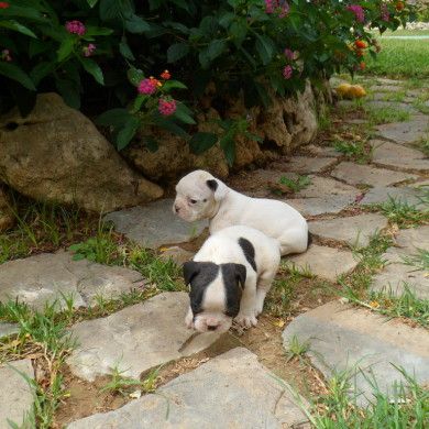 cachorros de perro en jardín